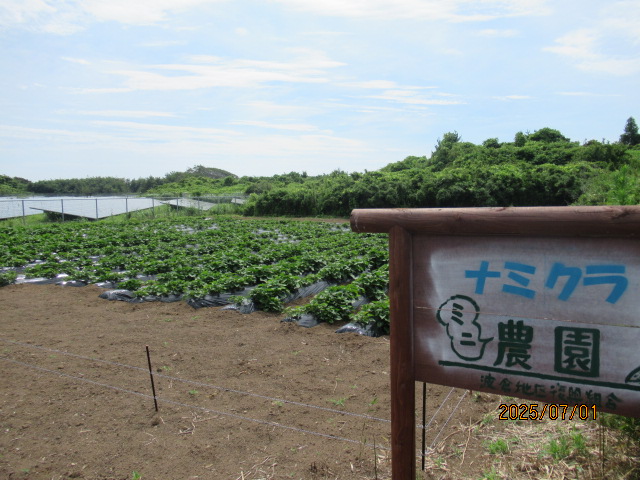 今年も順調にすくすく育っています